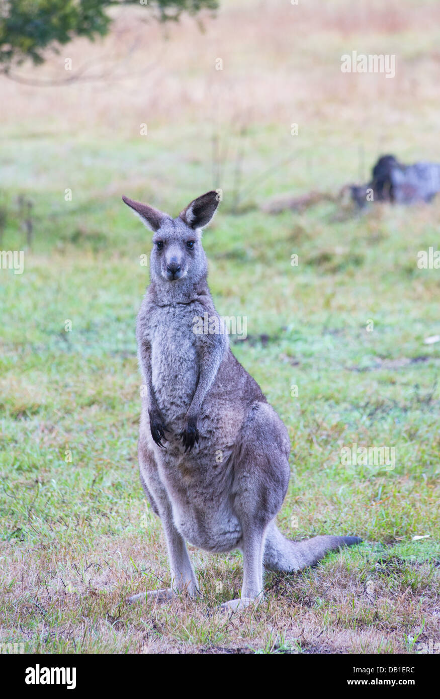 Östliche graue Känguru (Macropus Giganteus) in Wollemi National Park, NSW, Australien Stockfoto
