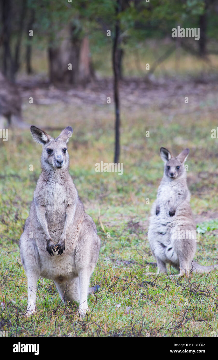 Östliche graue Kängurus (Macropus Giganteus) im Wollemi National Park, NSW, Australien Stockfoto