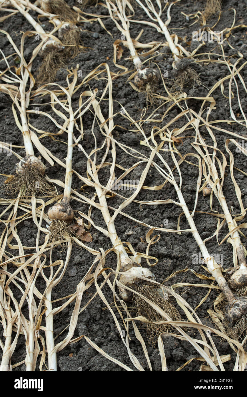 Knoblauch Provence Wight Zwiebeln Austrocknen im Gemüsebeet Stockfoto