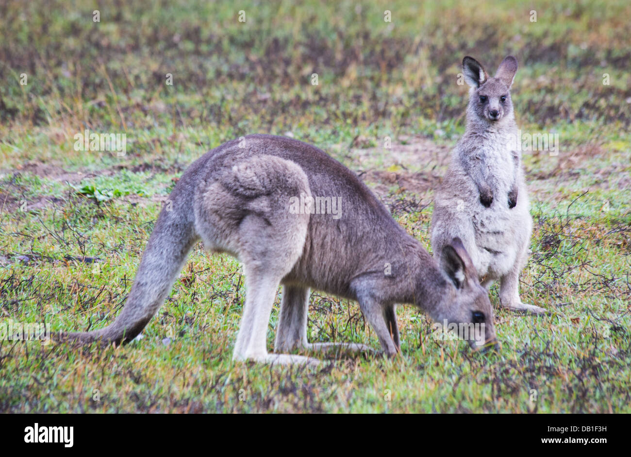 Östliche graue Kängurus (Macropus Giganteus) im Wollemi National Park, NSW, Australien Stockfoto