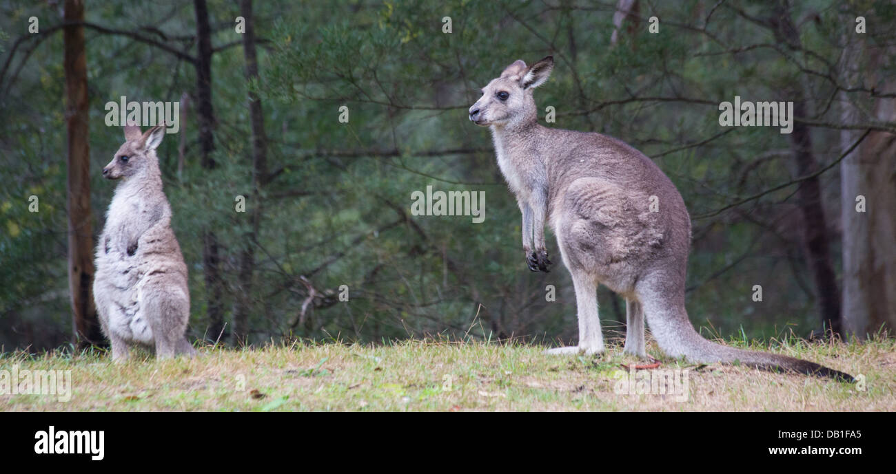 Östliche graue Kängurus (Macropus Giganteus) im Wollemi National Park, NSW, Australien Stockfoto