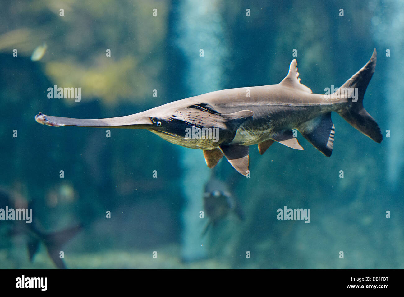 Amerikanische paddlefish oder Löffler schwimmen im Aquarium in Singapur River Safari Park. Wissenschaftlicher Name: Polyodon spathula. Stockfoto