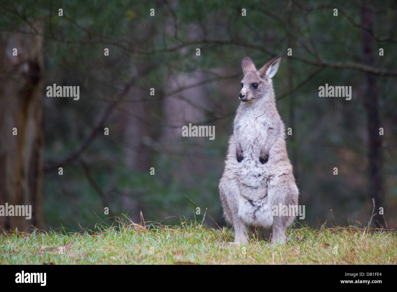 Östliche graue Känguru (Macropus Giganteus) in Wollemi National Park, NSW, Australien Stockfoto