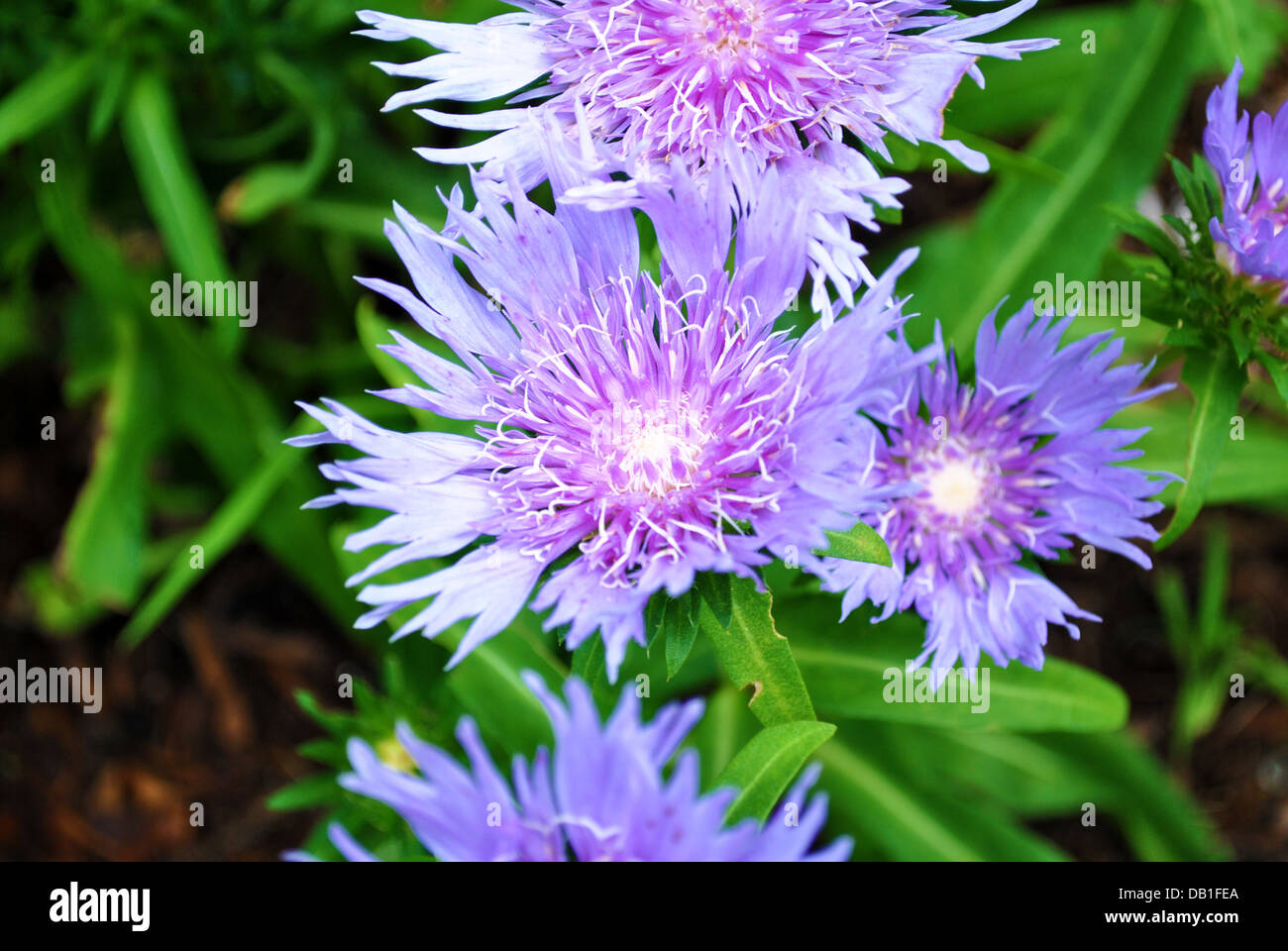 Nahaufnahme einer lila Sommer-Blume Stockfoto