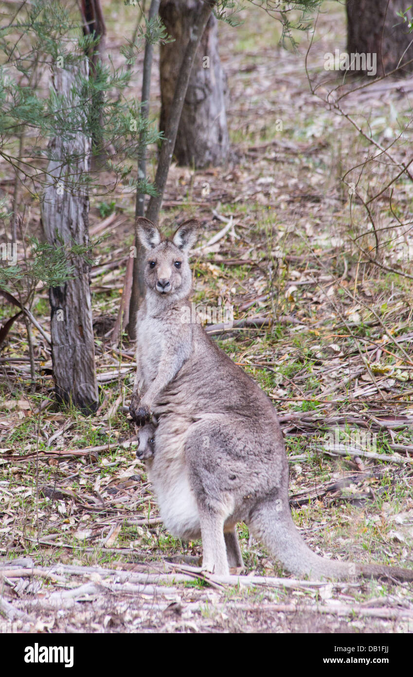 Östliche graue Känguru (Macropus Giganteus) in Wollemi National Park, NSW, Australien Stockfoto