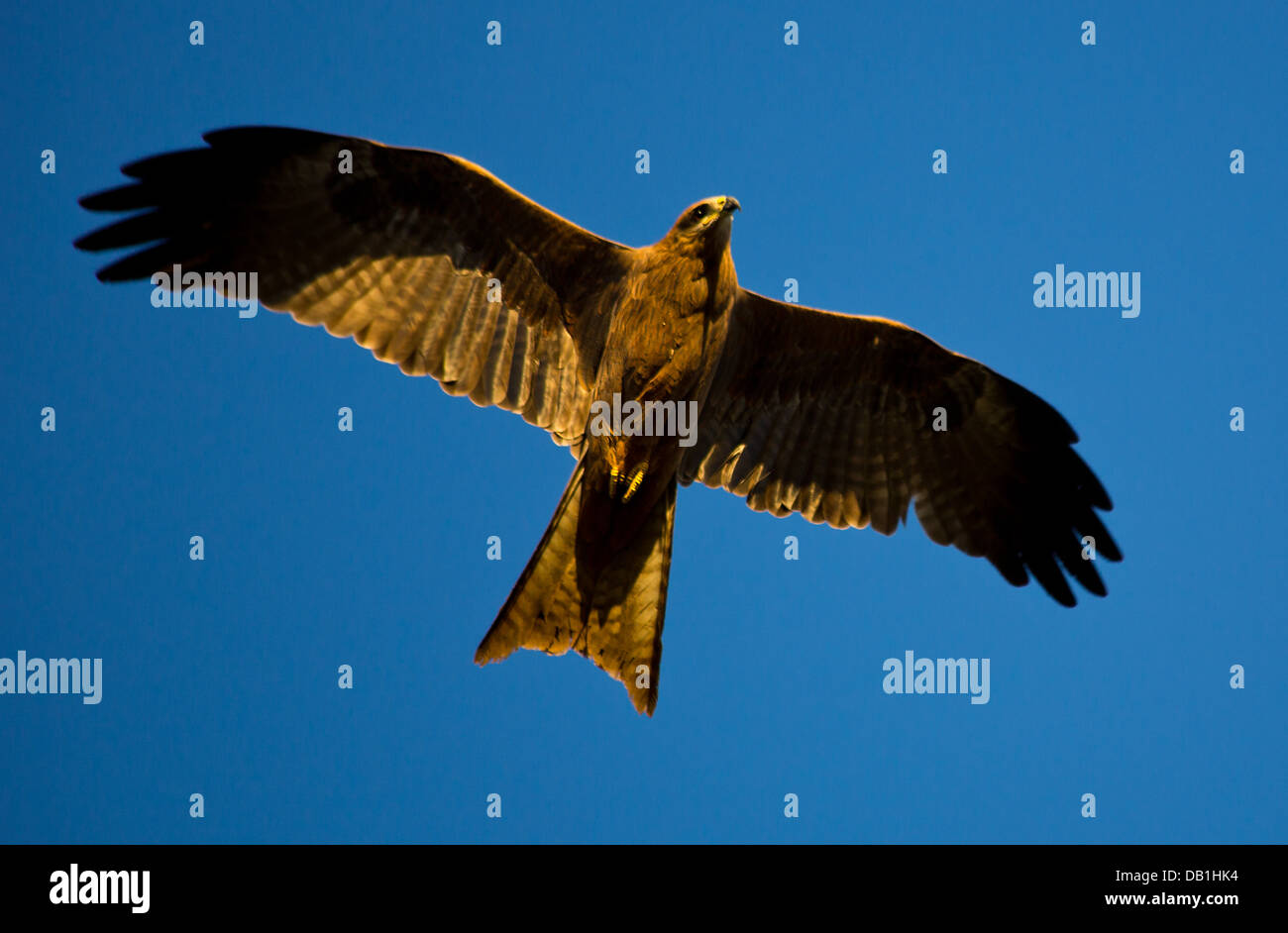 Schwarzmilan (Milvus Migrans) im Flug, Queensland, Australien Stockfoto