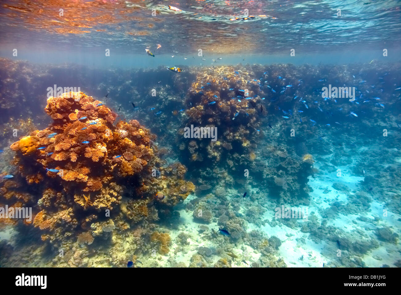 Korallenriff im Roten Meer... Stockfoto