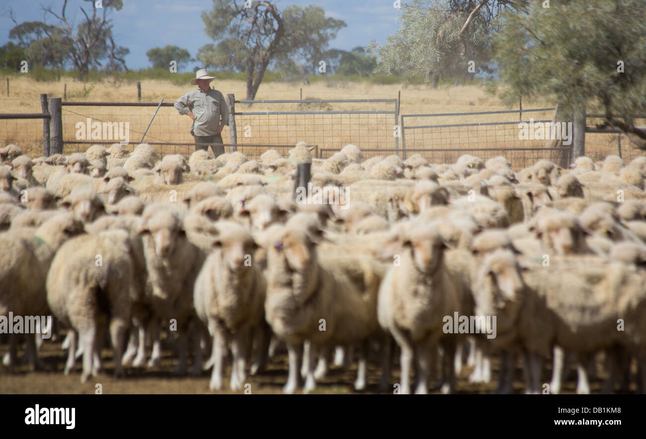 Bauer mit eine große Herde von Merino-Schafe im trockenen, staubigen Outback von Queensland, Australien Stockfoto