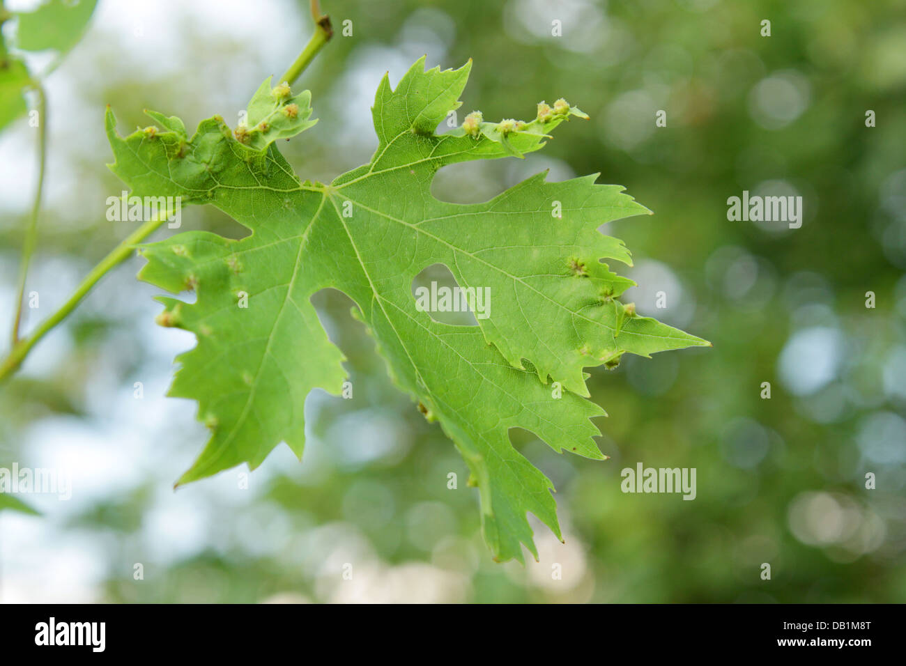 Ein Weinblatt krank Wenn Traube Zecken Stockfoto