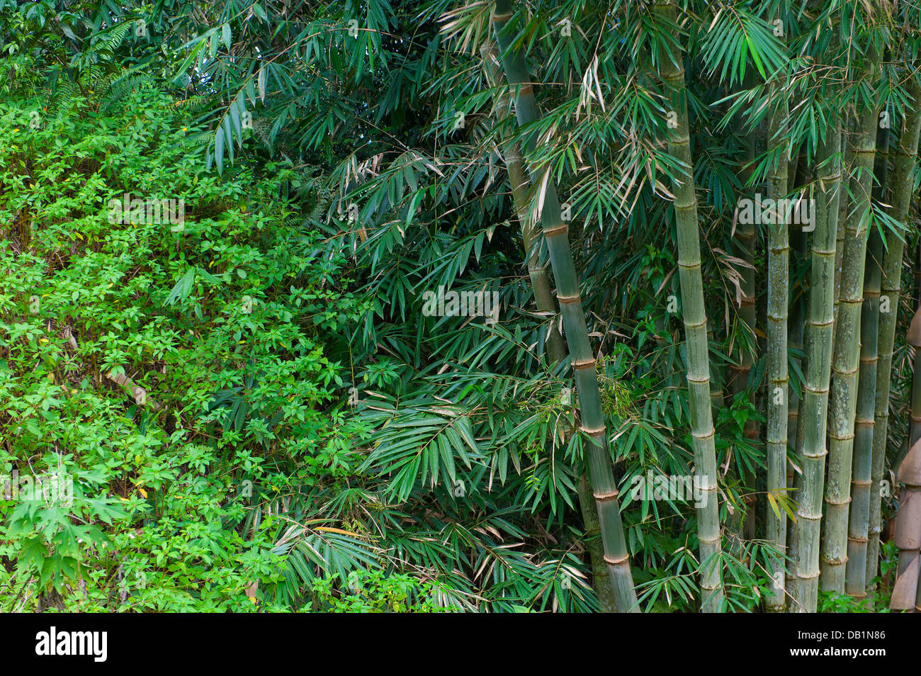 Bambusbäume Stockfoto