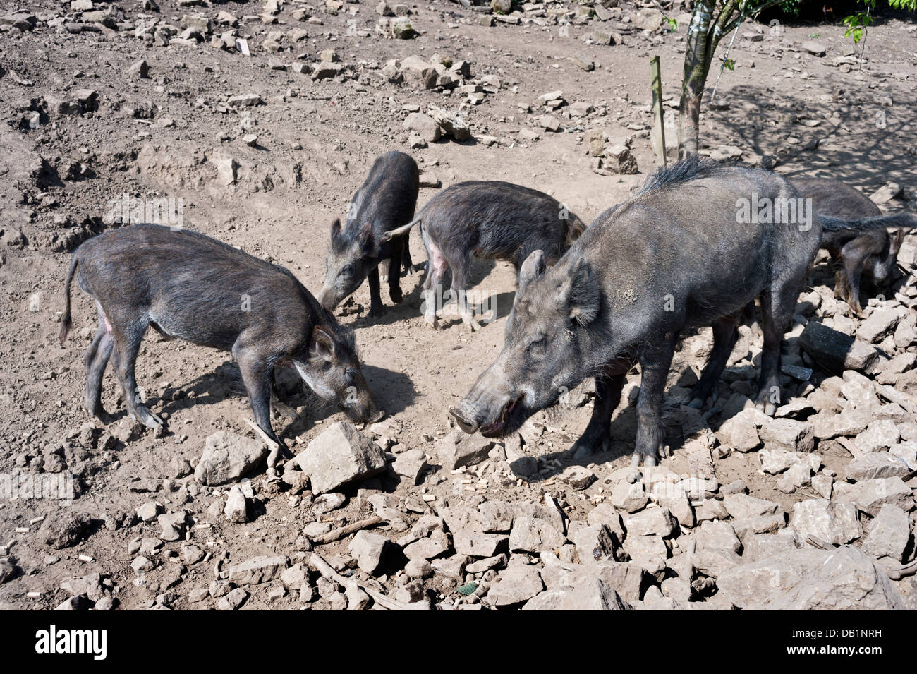 Wildschweine grasen in Bolton Abbey, North Yorkshire, UK Stockfoto