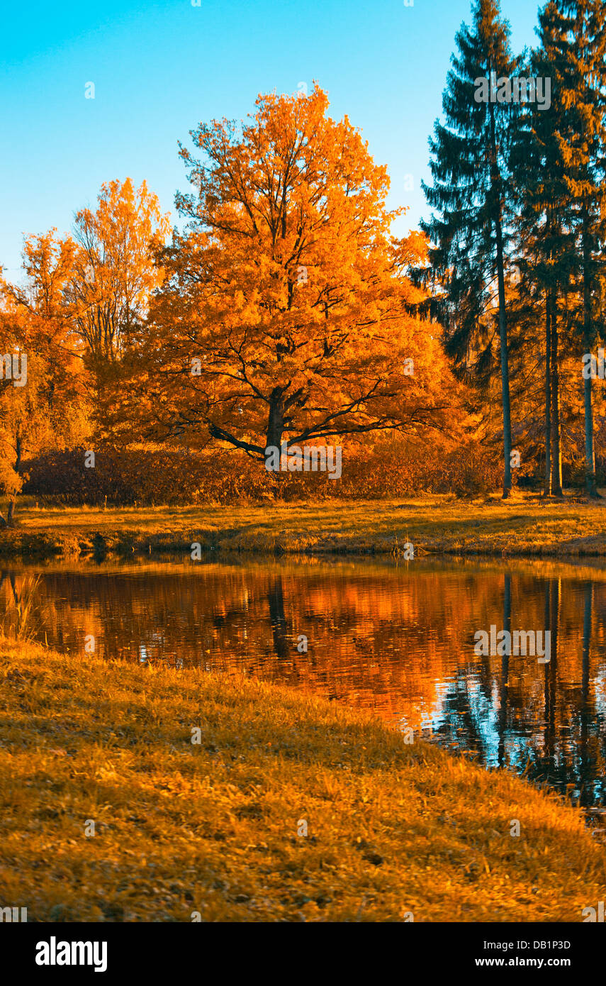 Herbstes Baum Stockfoto