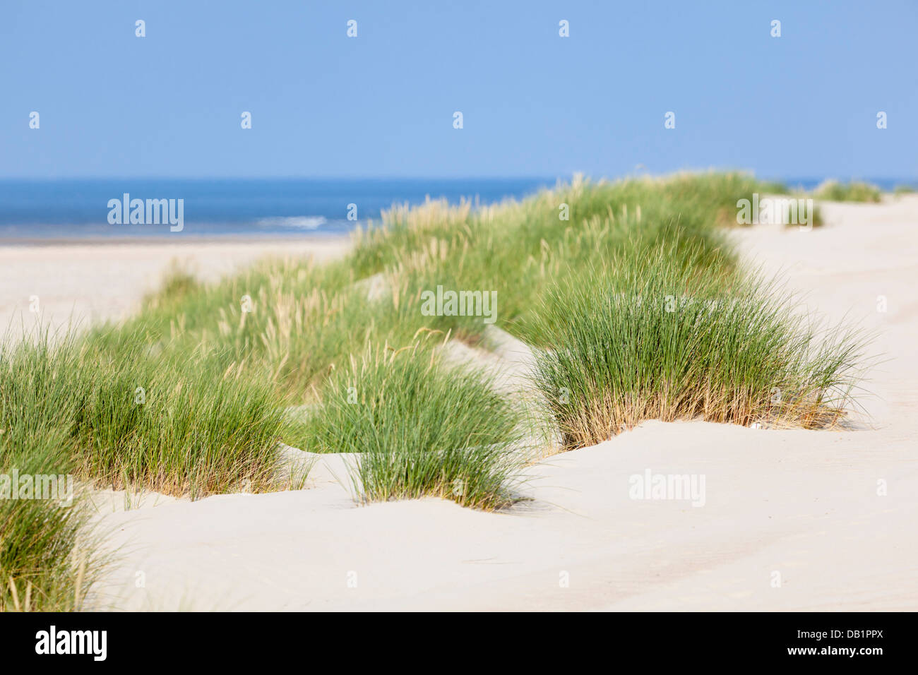 Zum Teil bewachsene Sanddünen am Strand Nordsee in Norderney, Deutschland. Stockfoto