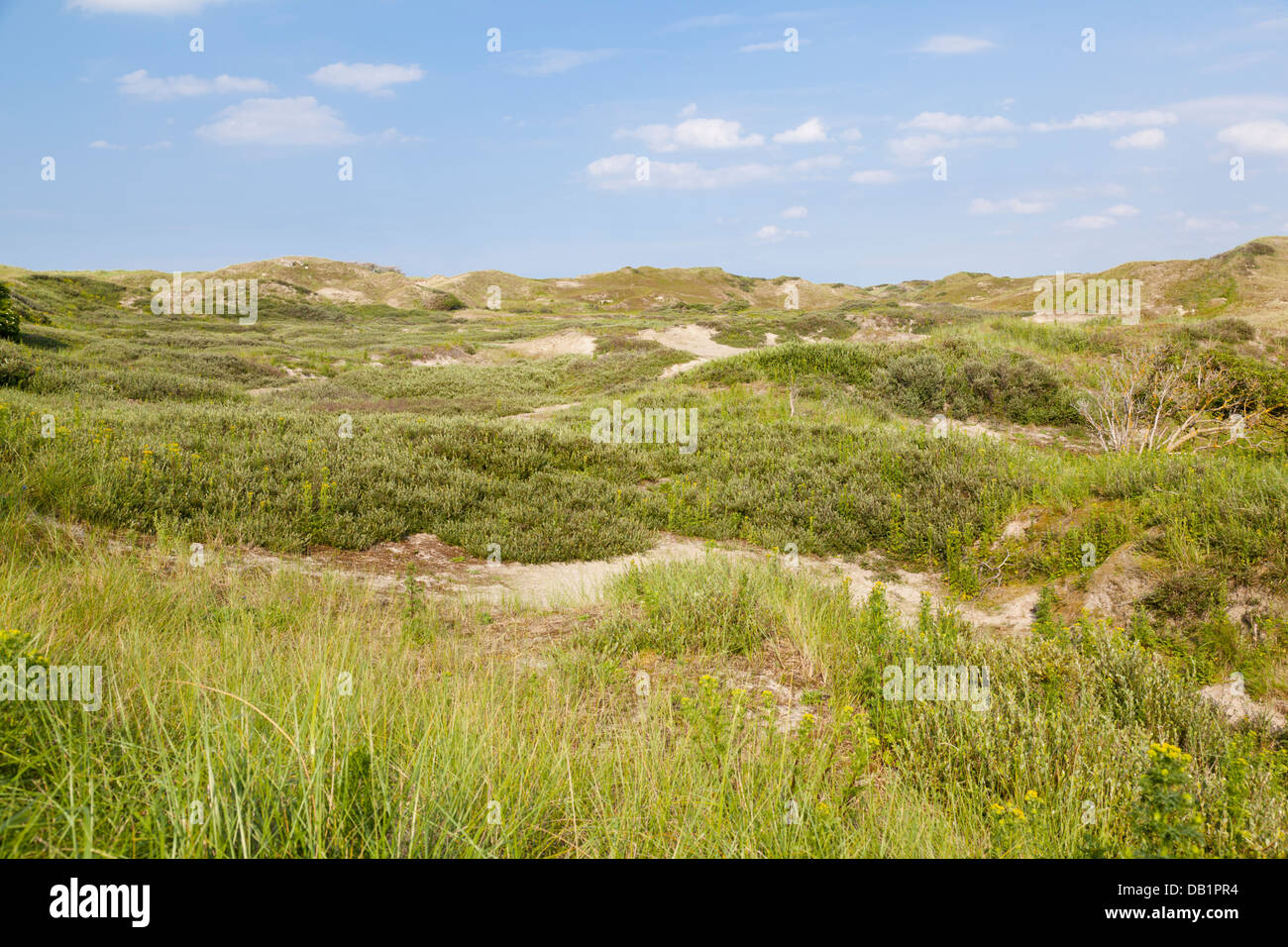 Bewachsene Sanddünen an der Nordsee in Norderney, Deutschland. Stockfoto