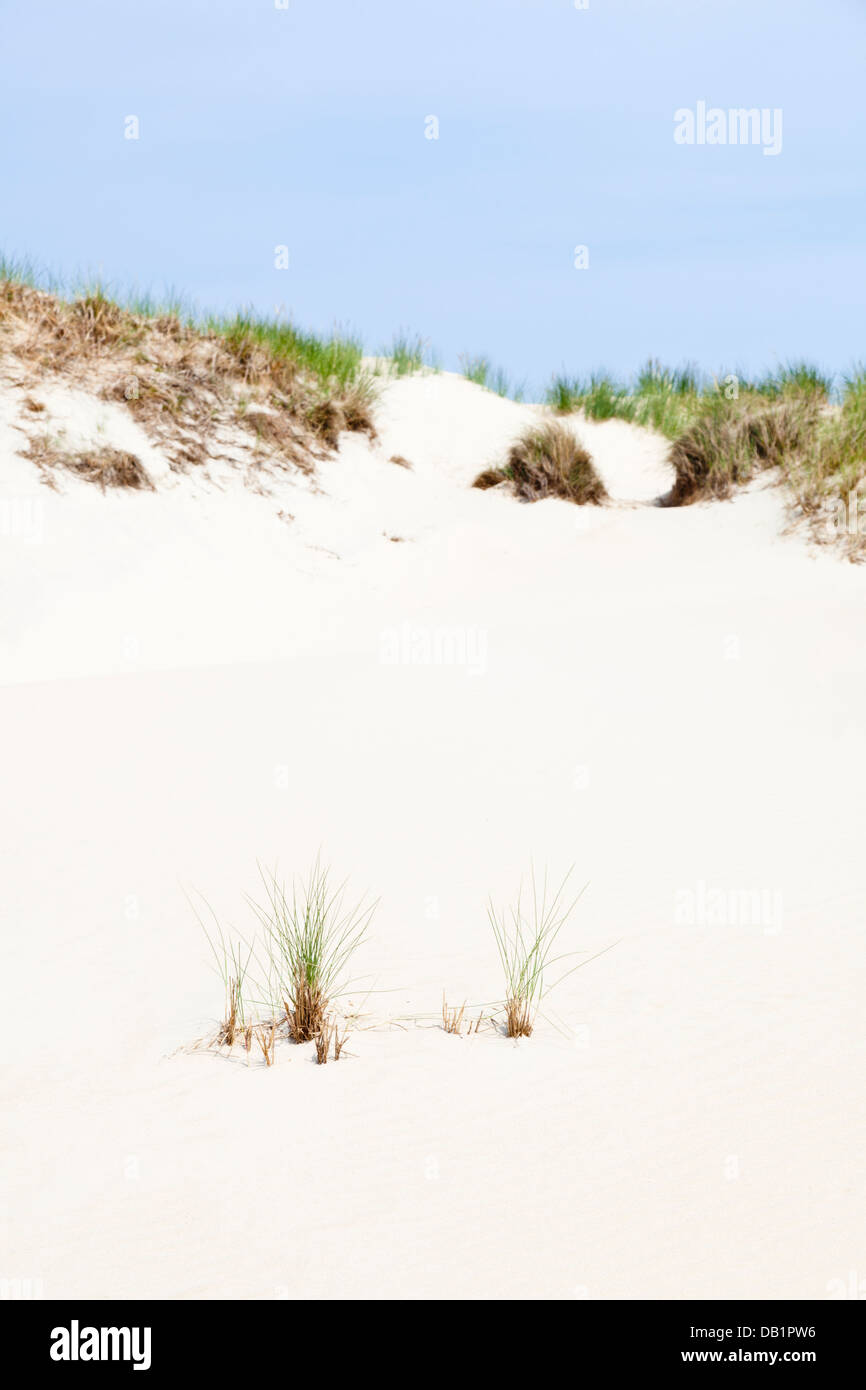 Detail einer teilweise bewachsene Sanddüne an der Nordsee in Norderney, Deutschland. Stockfoto