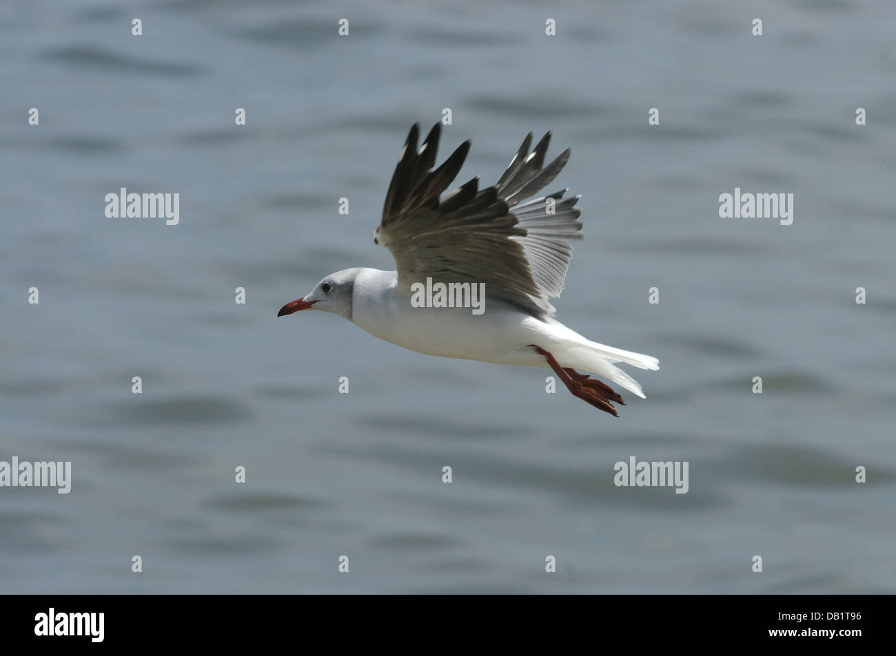 Grey-headed Gull (Chroicephalus Cirrocephalus) bei Molfetta (Italien) Stockfoto