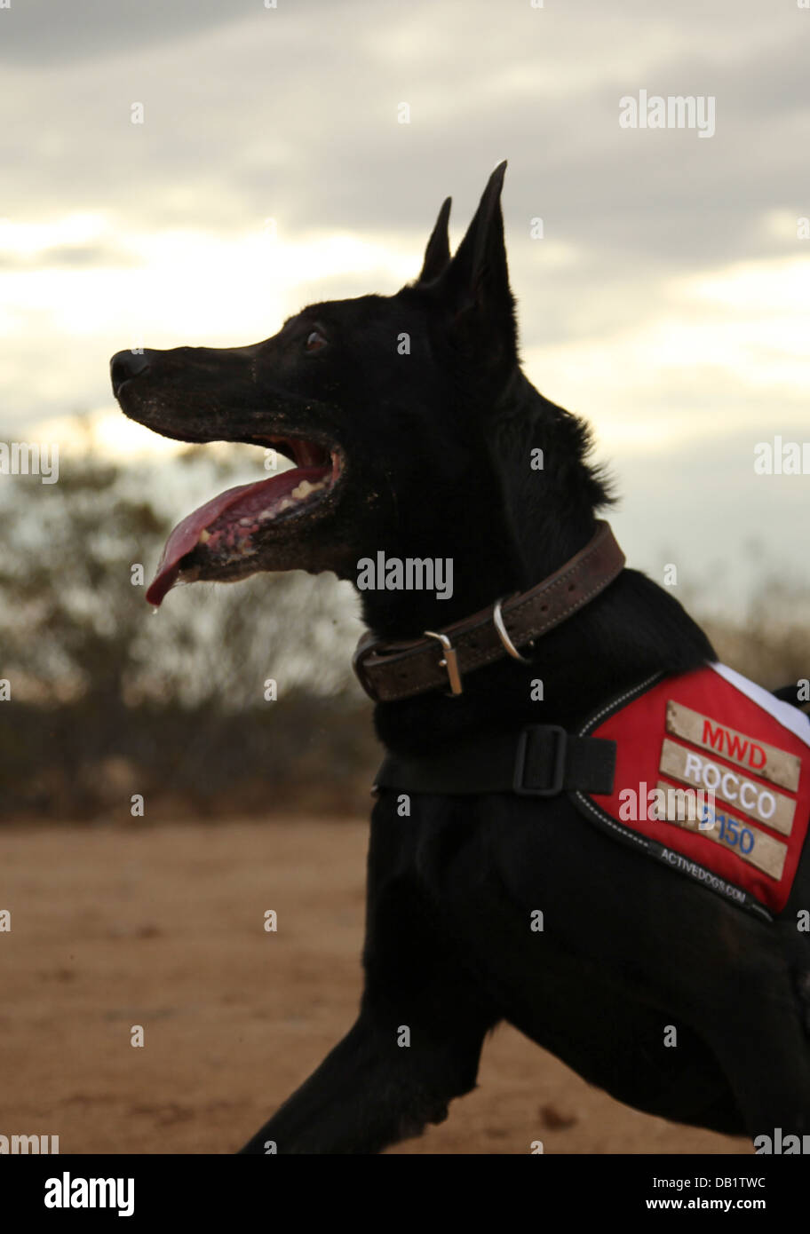 Ryan Carr bekam seinen ersten Hund, als er 7 war. Sie war ein Labrador namens Gabby und Ryan mochte Gabby; Sie war nicht seine Art des Hundes. Es war nicht bis 2007, wenn Ryan in Falludscha mit 2. Bataillon, 7. Marineregiment, sah er einen K9-Handler bereitgestellt wurde eine Stockfoto