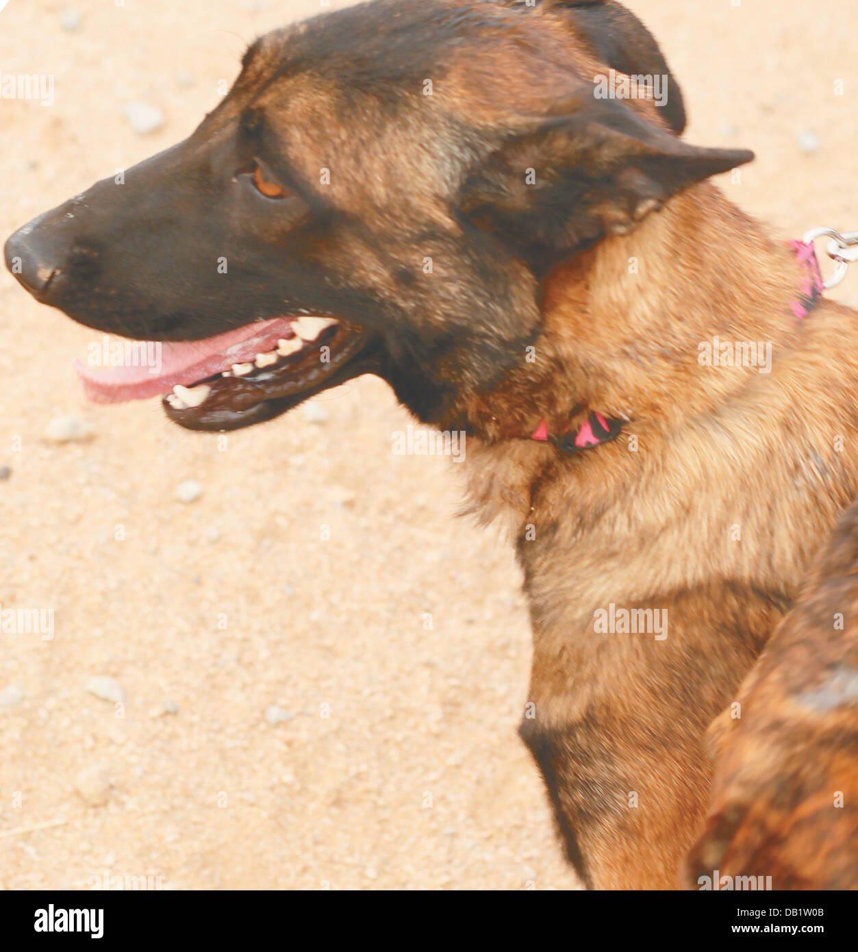 Ryan Carr bekam seinen ersten Hund, als er 7 war. Sie war ein Labrador namens Gabby und Ryan mochte Gabby; Sie war nicht seine Art des Hundes Stockfoto