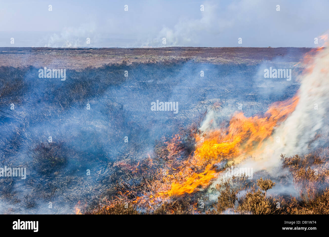 Feuern alten Wachstum um frisches Wachstum von Heidekraut auf North York Moors National Park in der Nähe von Goathland, Yorkshire, Großbritannien zu fördern. Stockfoto