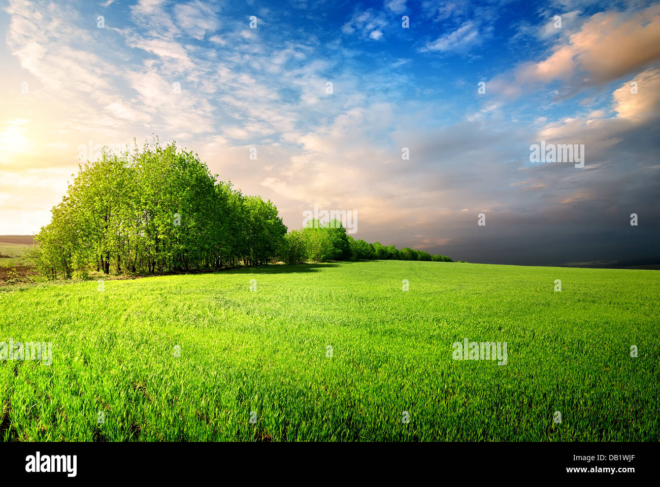 Bereich der grünen Rasen und Bäumen und bewölktem Himmel Stockfoto
