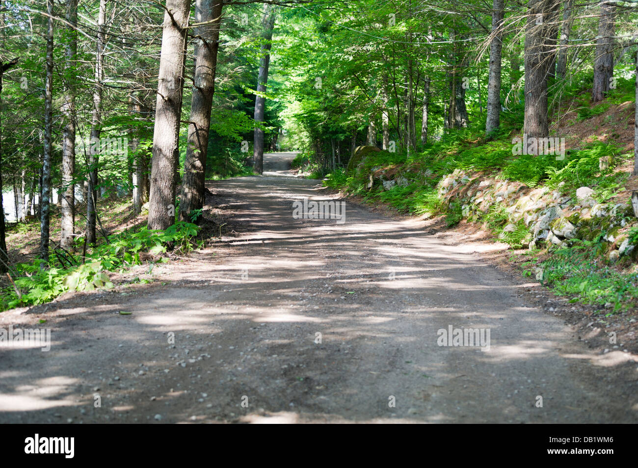 Gefleckte Sonnenlicht fällt auf einer kleinen Landstraße durch den Wald rennt Stockfoto