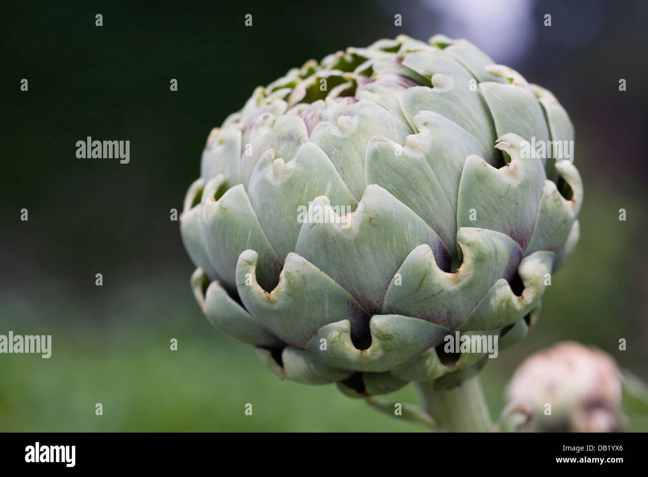 Artischocke 'Green Globe' in das Gemüse Garten wachsen. Stockfoto