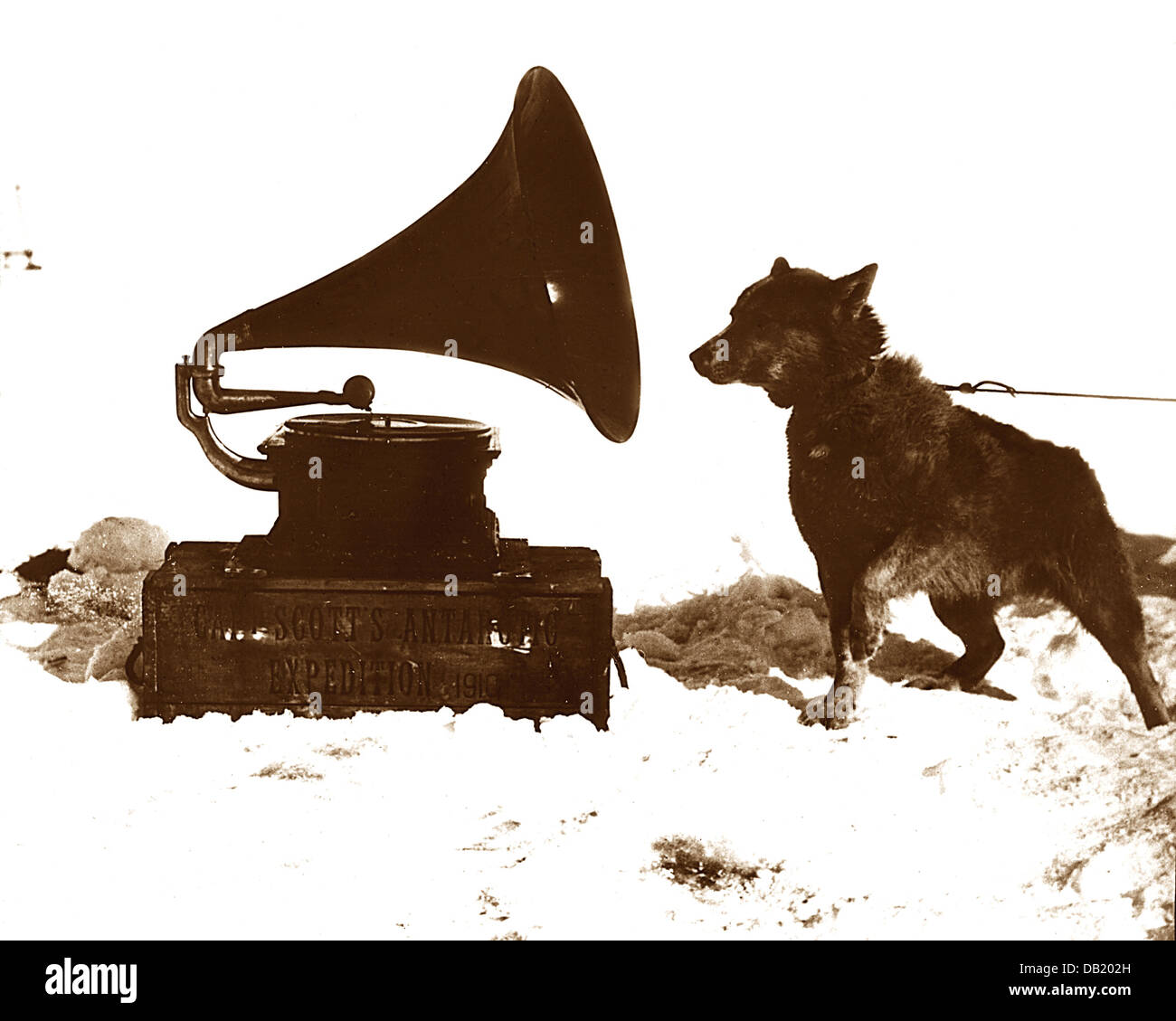 Scotts Antarctic Expedition Hund (namens Chris) mit Gramaphone Stockfoto