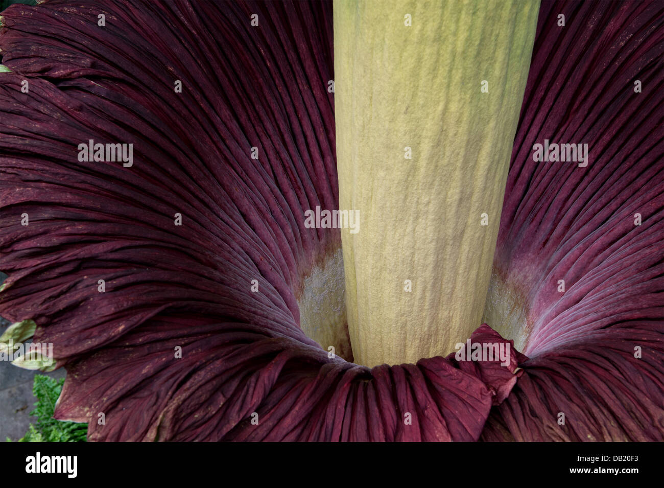 Die Titan Arum, auch bekannt als die Leiche Blume oder stinkenden Pflanze beginnt blühen am Konservatorium von United States Botanic Garden 22. Juli 2013 in Washington, DC. Die Riese Blüte hat einen Geruch erinnert an den Geruch von verwesenden Säugetier und die Blüte dauert nur 24 bis 48 Stunden. Stockfoto