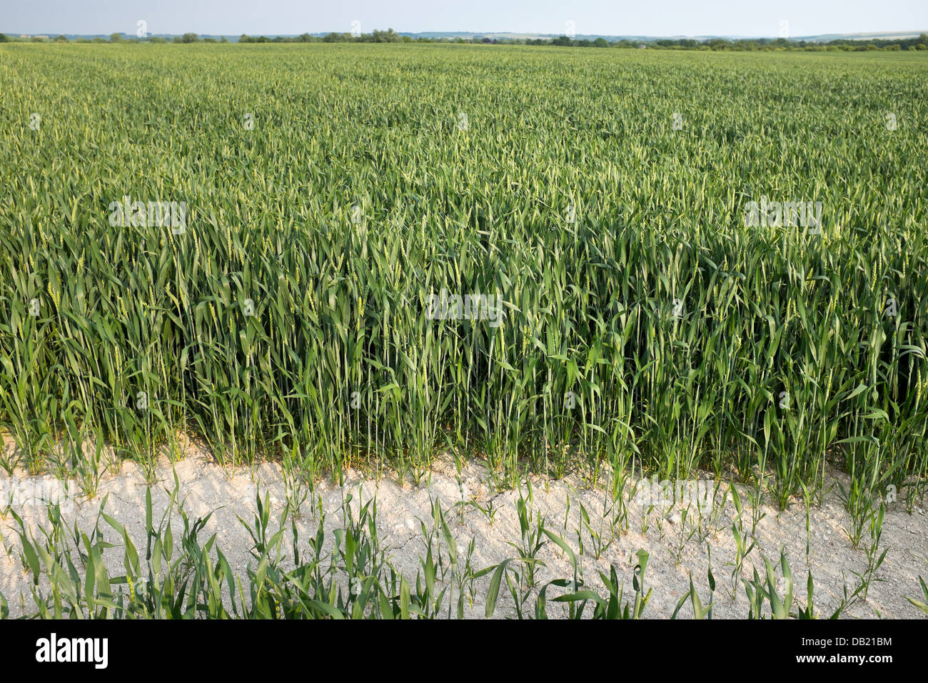 Im Feld wachsen Mais Stockfoto