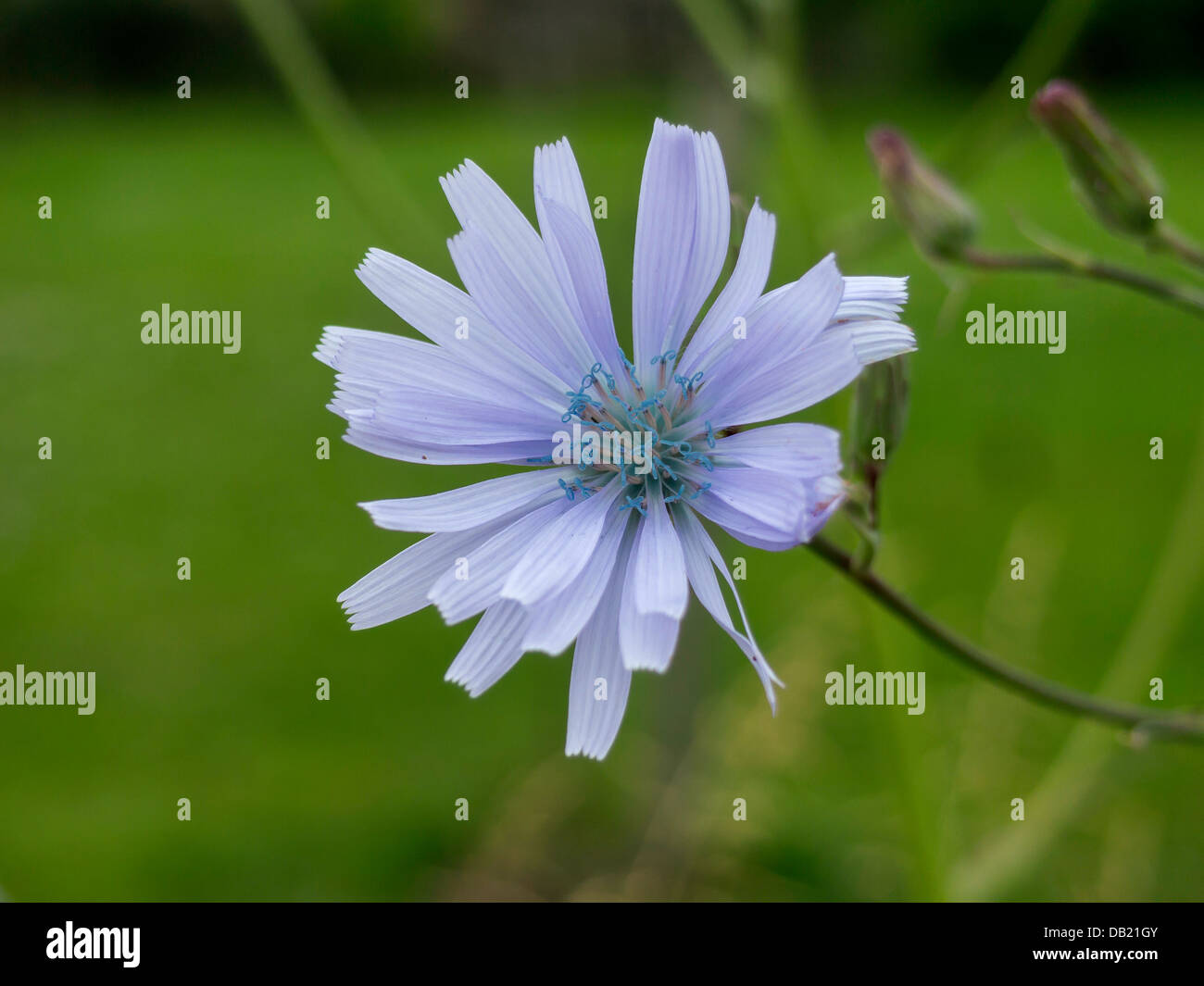 Blume des gemeinsamen Chicory, Cichorium Intybus Europa und Nordafrika Stockfoto