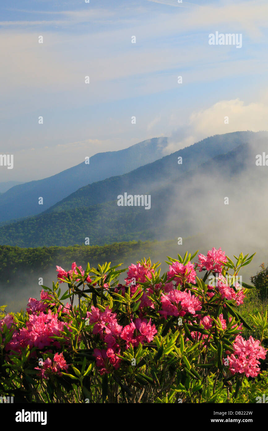 Auf schwarzen Balsum Knopf, Art Loeb Trail, Blue Ridge Parkway, North Carolina, USA Stockfoto