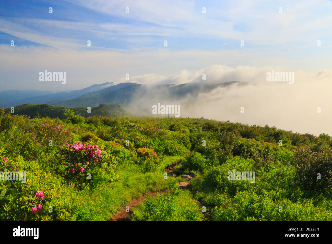 Auf schwarzen Balsum Knopf, Art Loeb Trail, Blue Ridge Parkway, North Carolina, USA Stockfoto