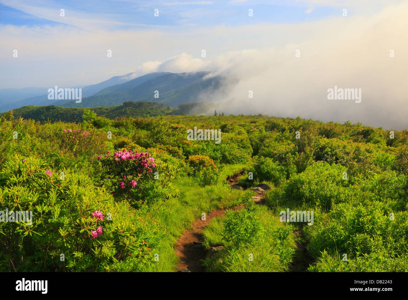 Auf schwarzen Balsum Knopf, Art Loeb Trail, Blue Ridge Parkway, North Carolina, USA Stockfoto