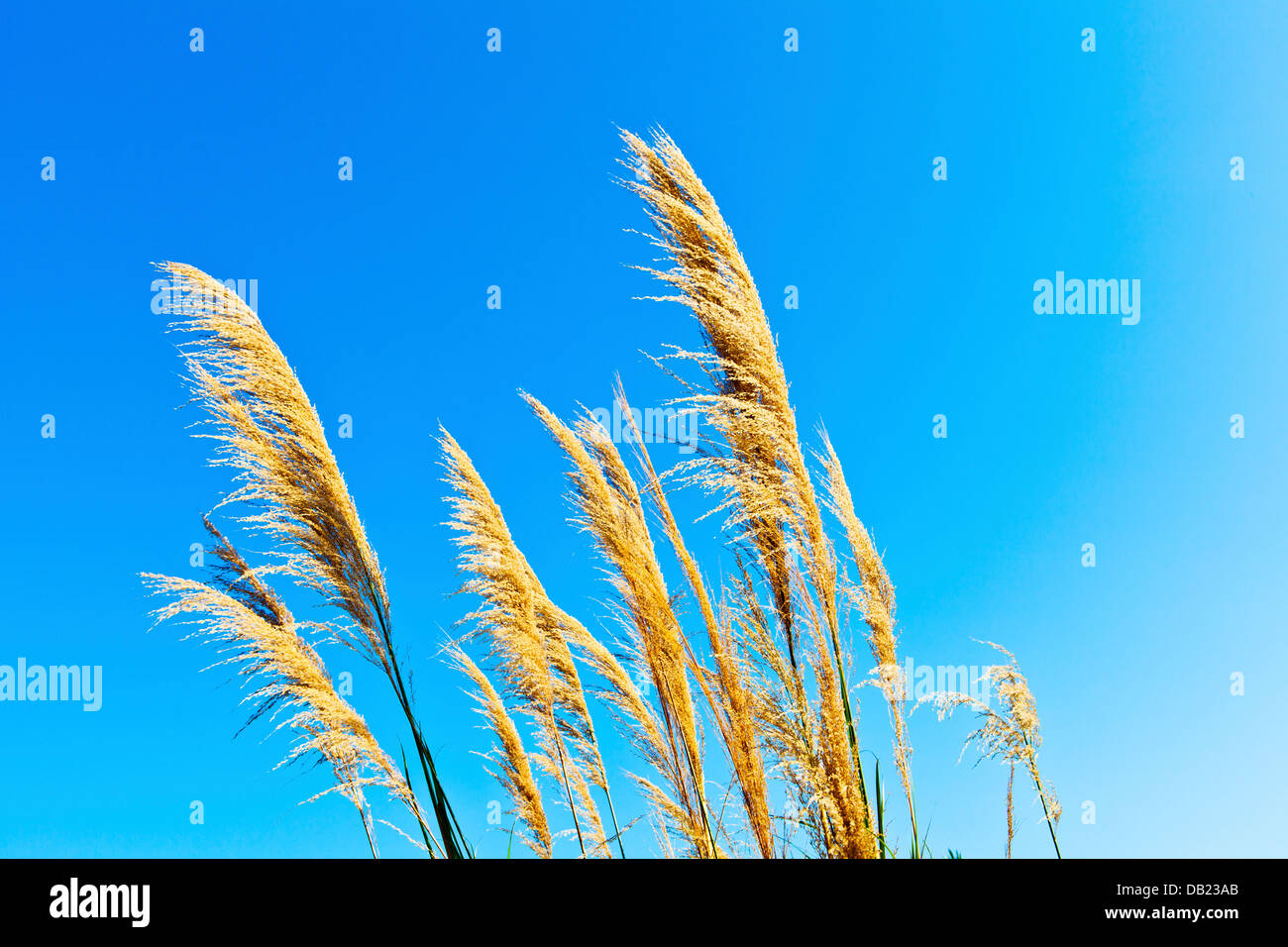 Weizenfeld vor blauem Himmel Stockfoto