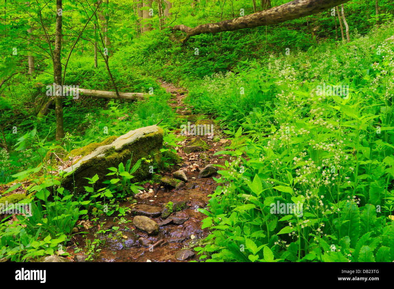 Kanati Gabel Trail, Great Smoky Mountains National Park, North Carolina, USA Stockfoto