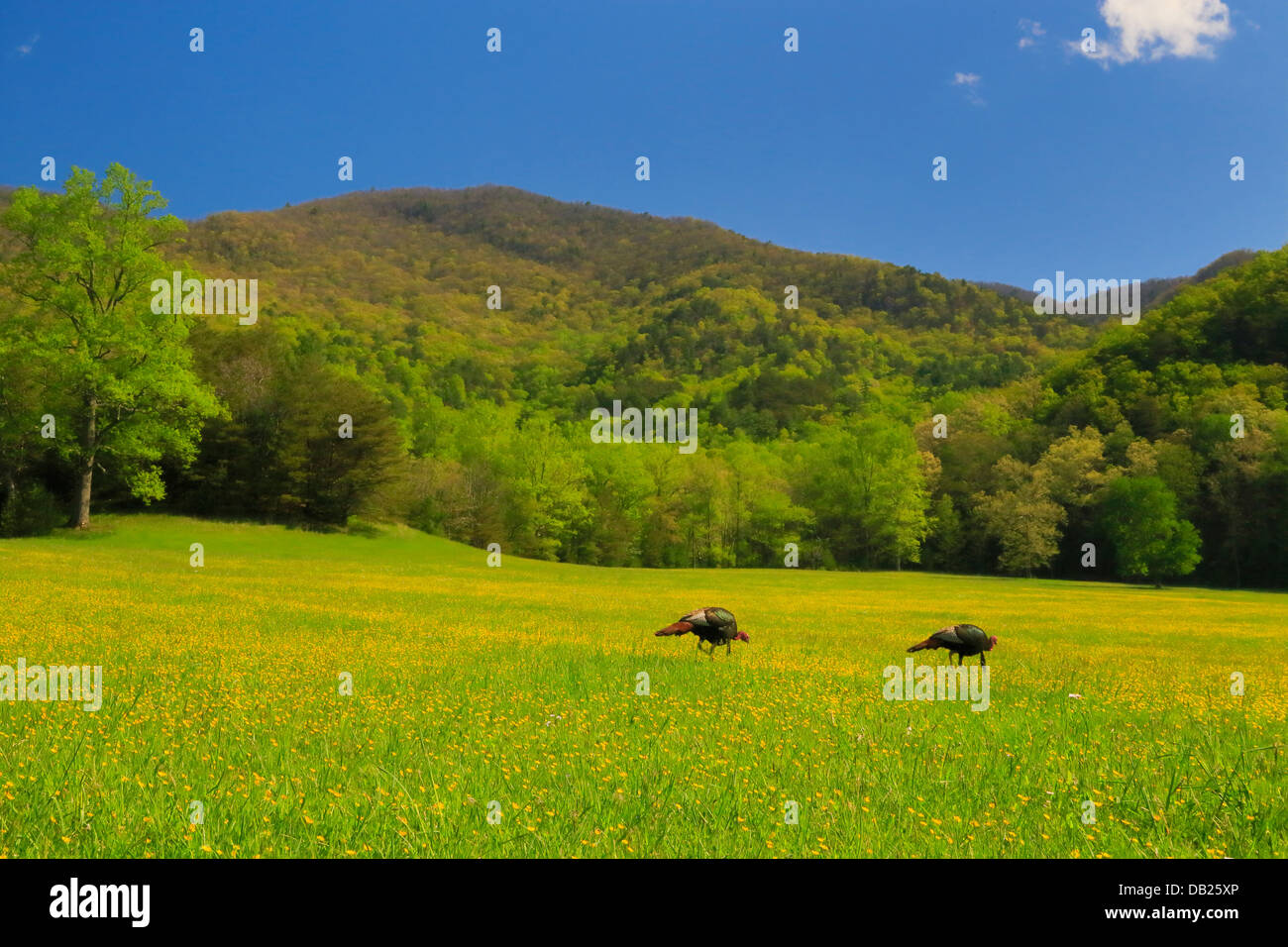 Wilder Truthahn, Cades Cove, tolle Smoky Mountains National Park, Tennessee, USA Stockfoto
