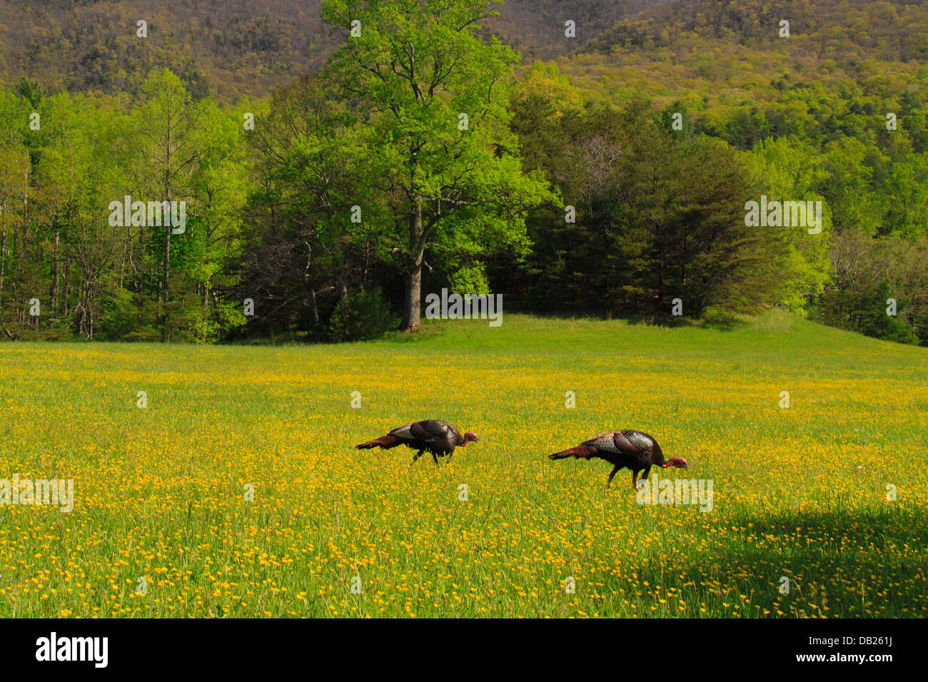 Wilder Truthahn, Cades Cove, tolle Smoky Mountains National Park, Tennessee, USA Stockfoto