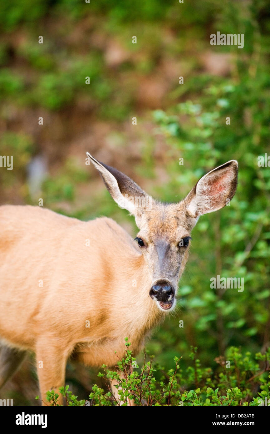 Ein schwarz - Tailed Hirsche Futter für Lebensmittel in den frühen Abendstunden in Washingtons North Cascade Mountains. Stockfoto