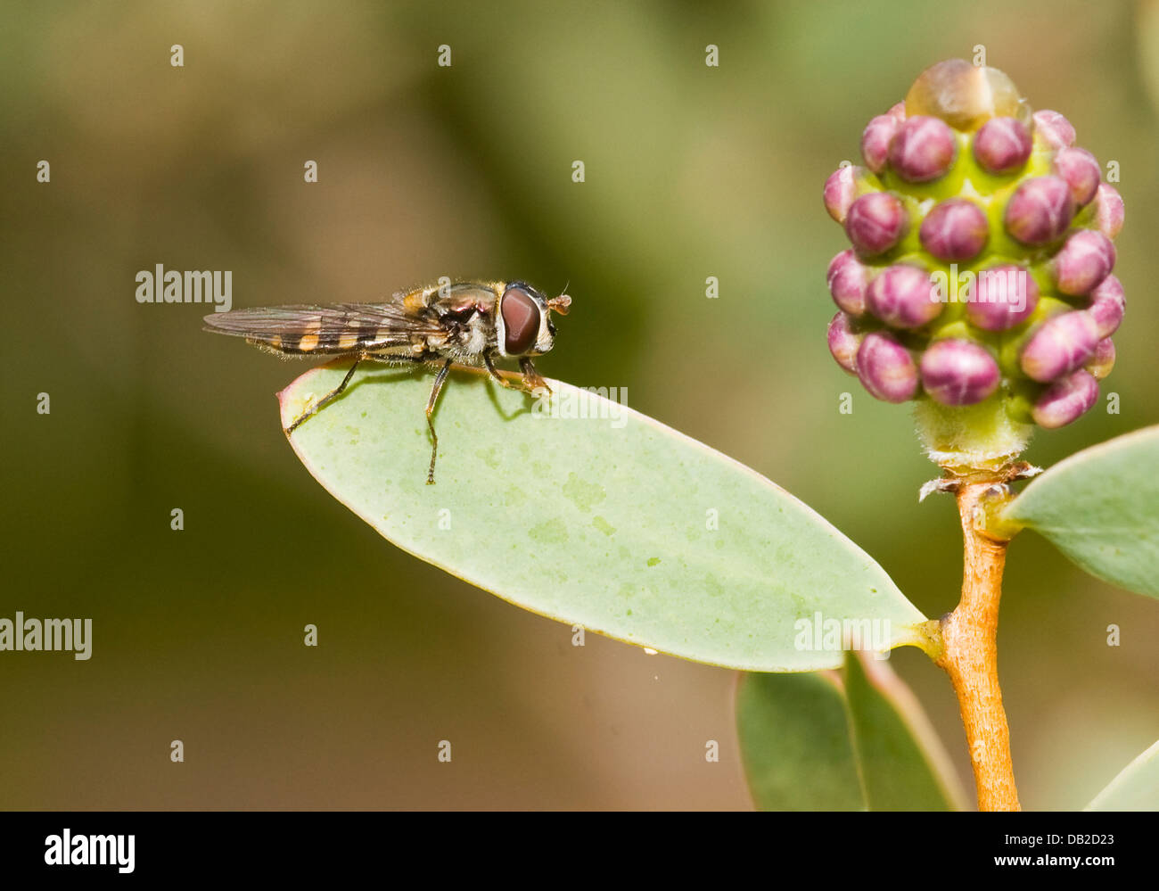 Hoverfly, 'Melangyna, Viridiceps', close-up auf Blatt Stockfoto