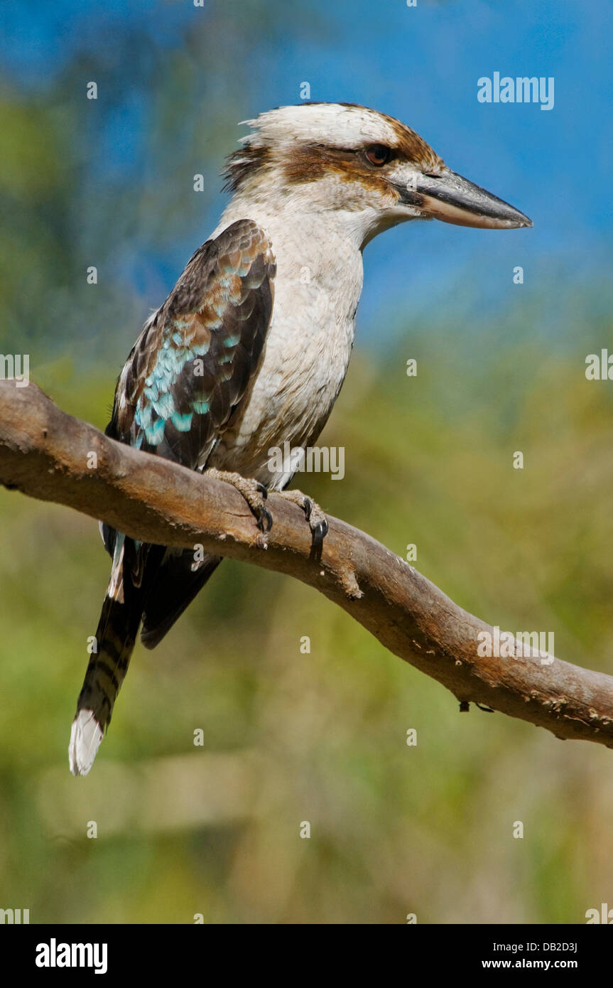 Laughing Kookaburra, "Dacelo Novaeguineae", South Australia Stockfoto