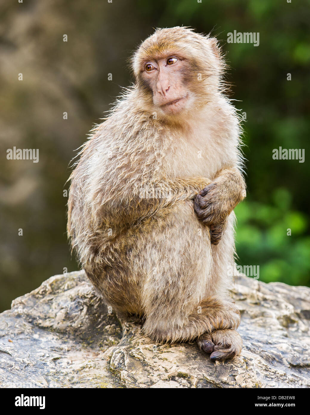 Junger Berberaffe (Macaca Sylvanus) sitzt auf einem Felsen im Regen Stockfoto
