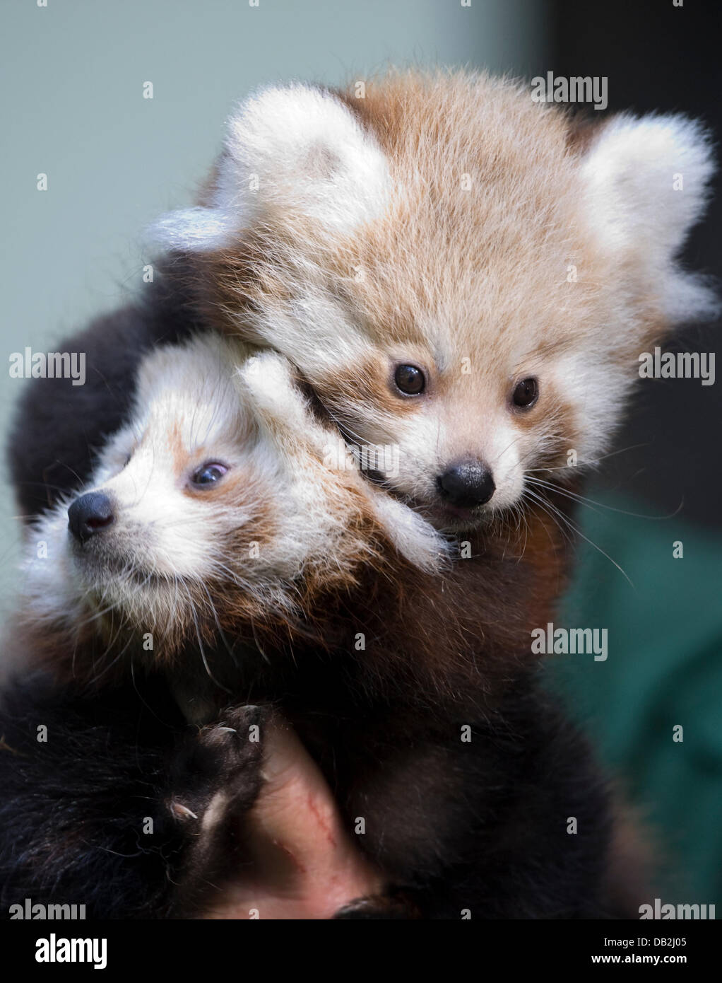 Die kleine rote Pandas Kit (oben) und Kitty werden durch ein echtes Juwel im Zoo in Berlin, Deutschland, 13. September 2011 vorgestellt. Die Zwillinge wurden am 22. Juli 2011 geboren. Foto: SEBASTIAN KAHNERT Stockfoto