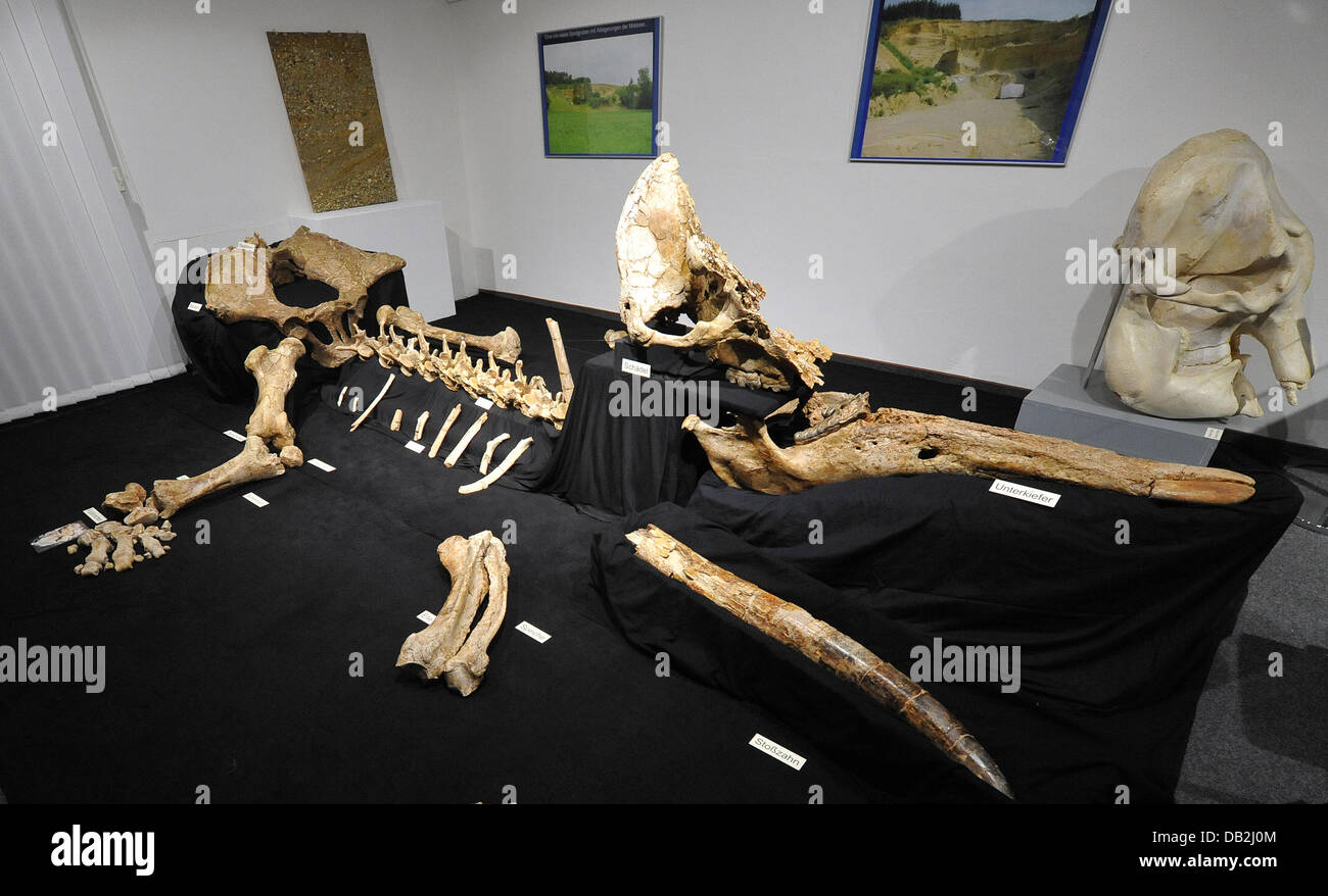 Das Skelett eines prähistorischen Elefanten ist das Museum of Natural Science in Augsburg, Deutschland, 13. September 2011 zu sehen. Das Skelett wurde im Jahr 2003 in einer Kiesgrube gefunden. Das Museum präsentiert die wiederhergestellten Knochen des 15 Millionen Jahre alte Elefanten. Foto: STEFAN PUCHNER Stockfoto