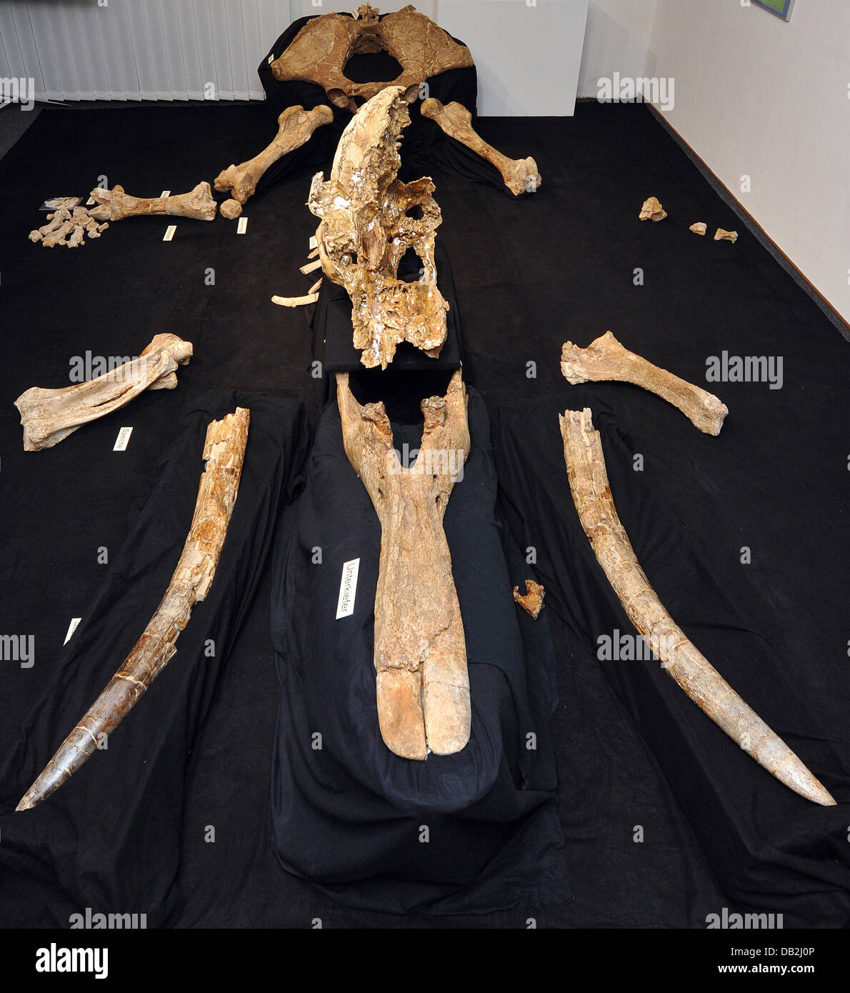 Das Skelett eines prähistorischen Elefanten ist das Museum of Natural Science in Augsburg, Deutschland, 13. September 2011 zu sehen. Das Skelett wurde im Jahr 2003 in einer Kiesgrube gefunden. Das Museum präsentiert die wiederhergestellten Knochen des 15 Millionen Jahre alte Elefanten. Foto: STEFAN PUCHNER Stockfoto