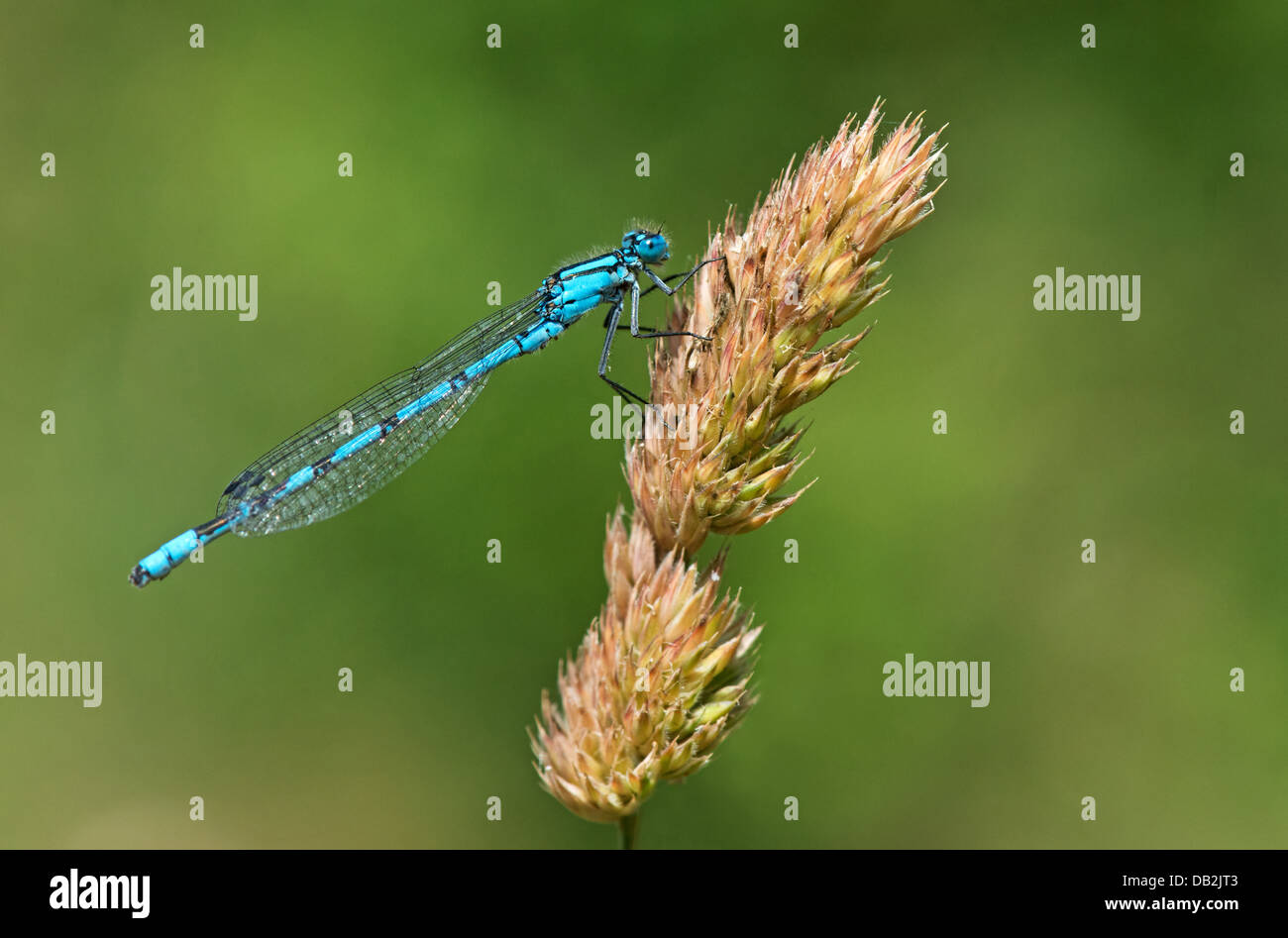 Weibliche gemeinsame Blue Damselfly (Enallagma Cyathigerum) Sommer. UK Stockfoto