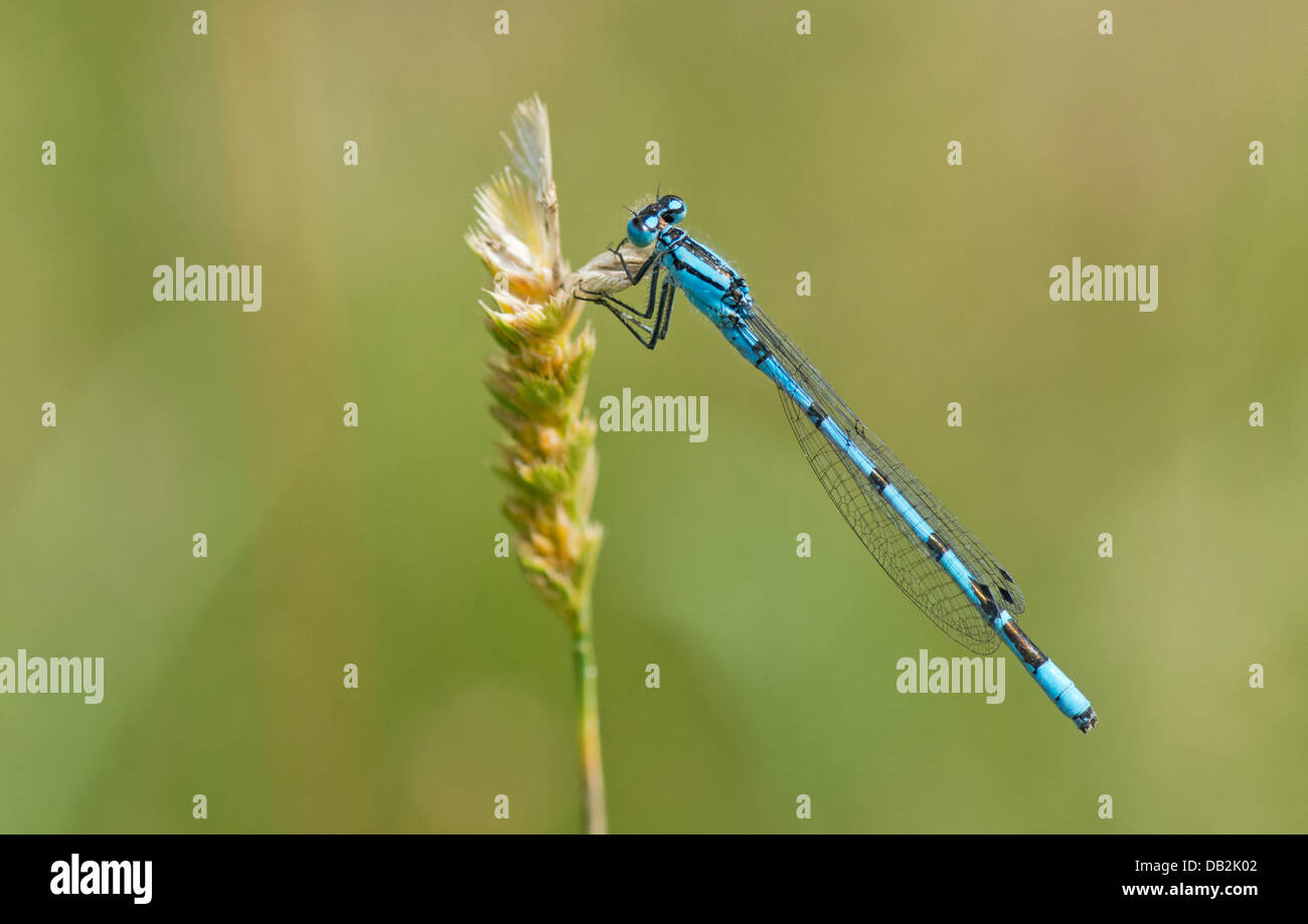 Weibliche gemeinsame Blue Damselfly (Enallagma Cyathigerum) Sommer. UK Stockfoto