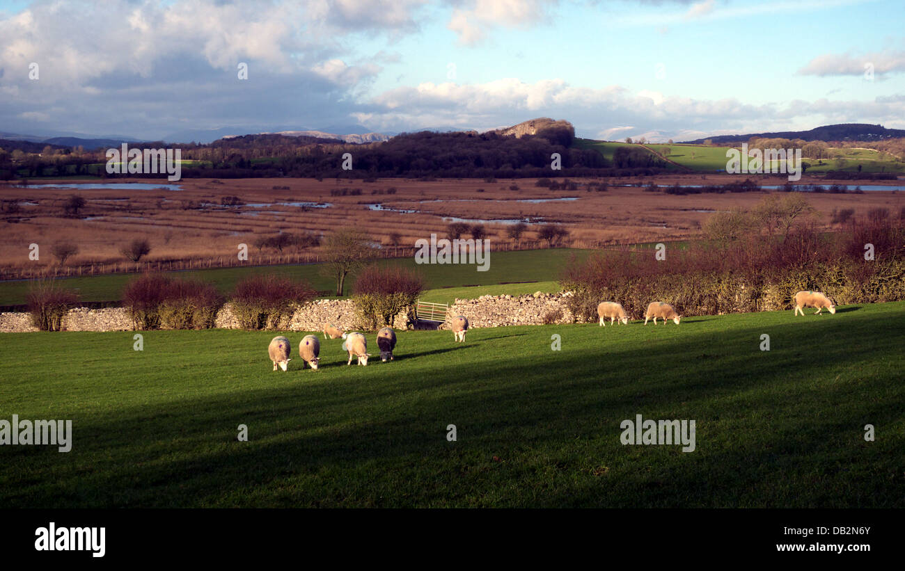 Ansicht West über Leighton Moss RSPB Vogel zu reservieren, Silverdale, in der Nähe von Carnforth, Lancashire, England, Großbritannien. Stockfoto