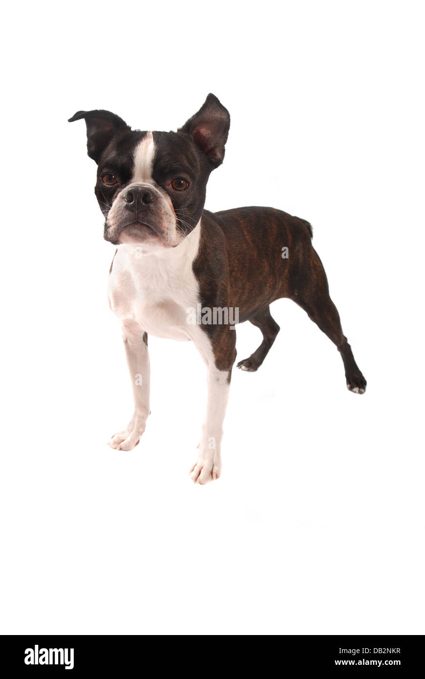 Gestromt und weiß Boston Terrier stehend Stockfoto