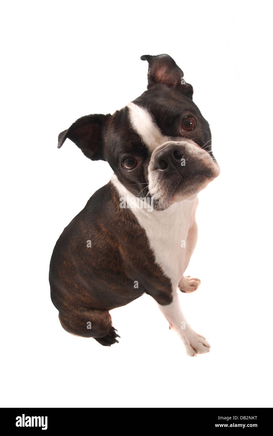 Boston Terrier sitzend Stockfoto