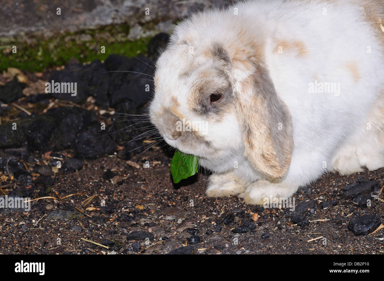 Zwerg (Mini Lop) Lop Kaninchen Essen ein Löwenzahn Blatt. Stockfoto